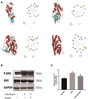 A Systematic Study of the Mechanism of Acacetin Against Sepsis Based on Network Pharmacology and Experimental Validation